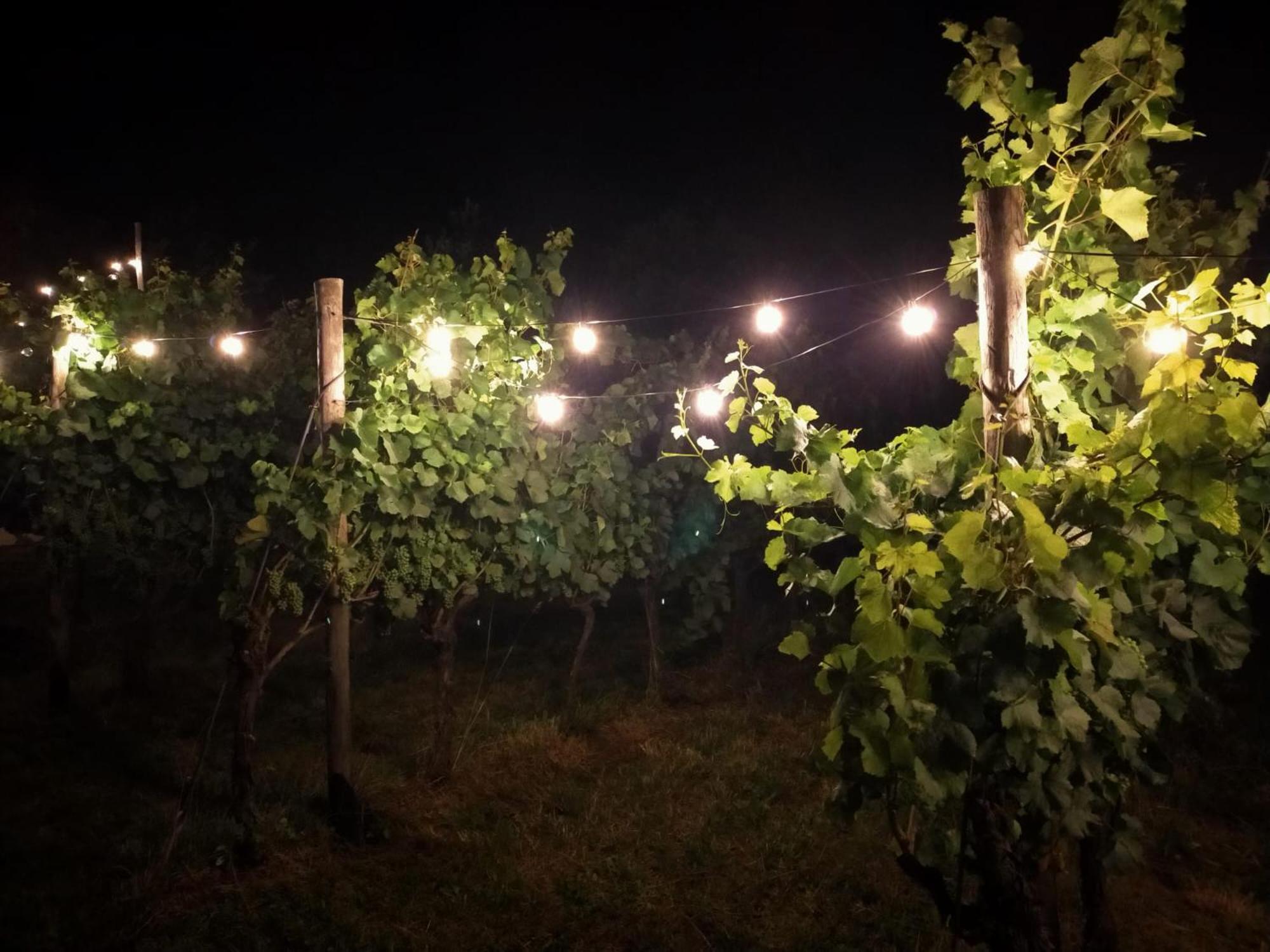 Agritur Verderame Тренто Экстерьер фото