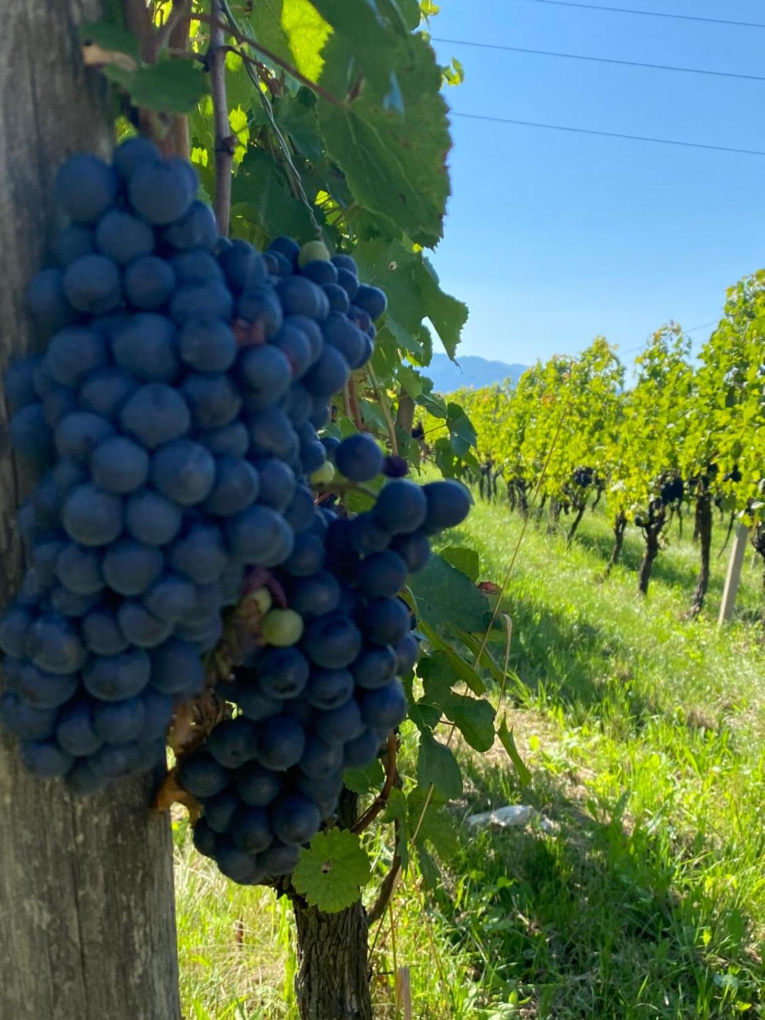Agritur Verderame Тренто Экстерьер фото